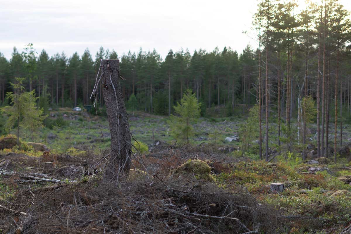 Monitavoitteinen metsänhoito (luontoarvojen tarkempi painotus, leveämmät suojavyöhykkeet, maisemalliset tekijät, sekapuuston suosiminen, marjastus)