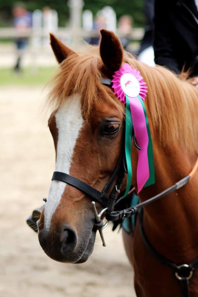 Les concours équestres