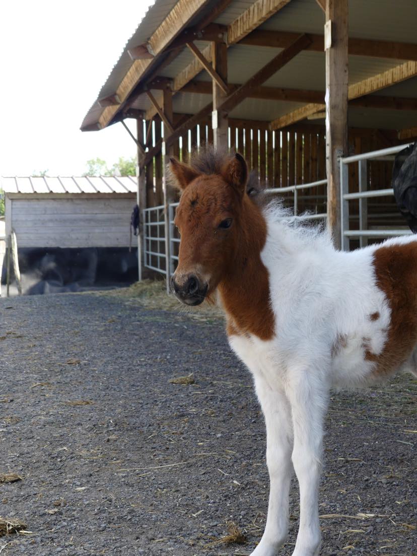 Minimarmotte du Buisson
