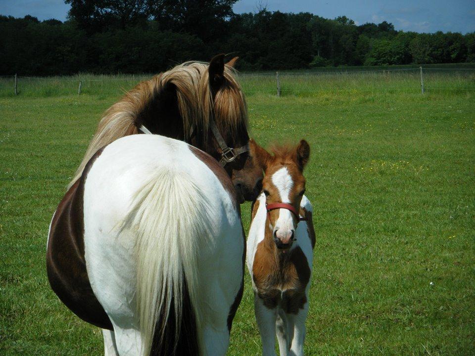 La vente et l'élevage