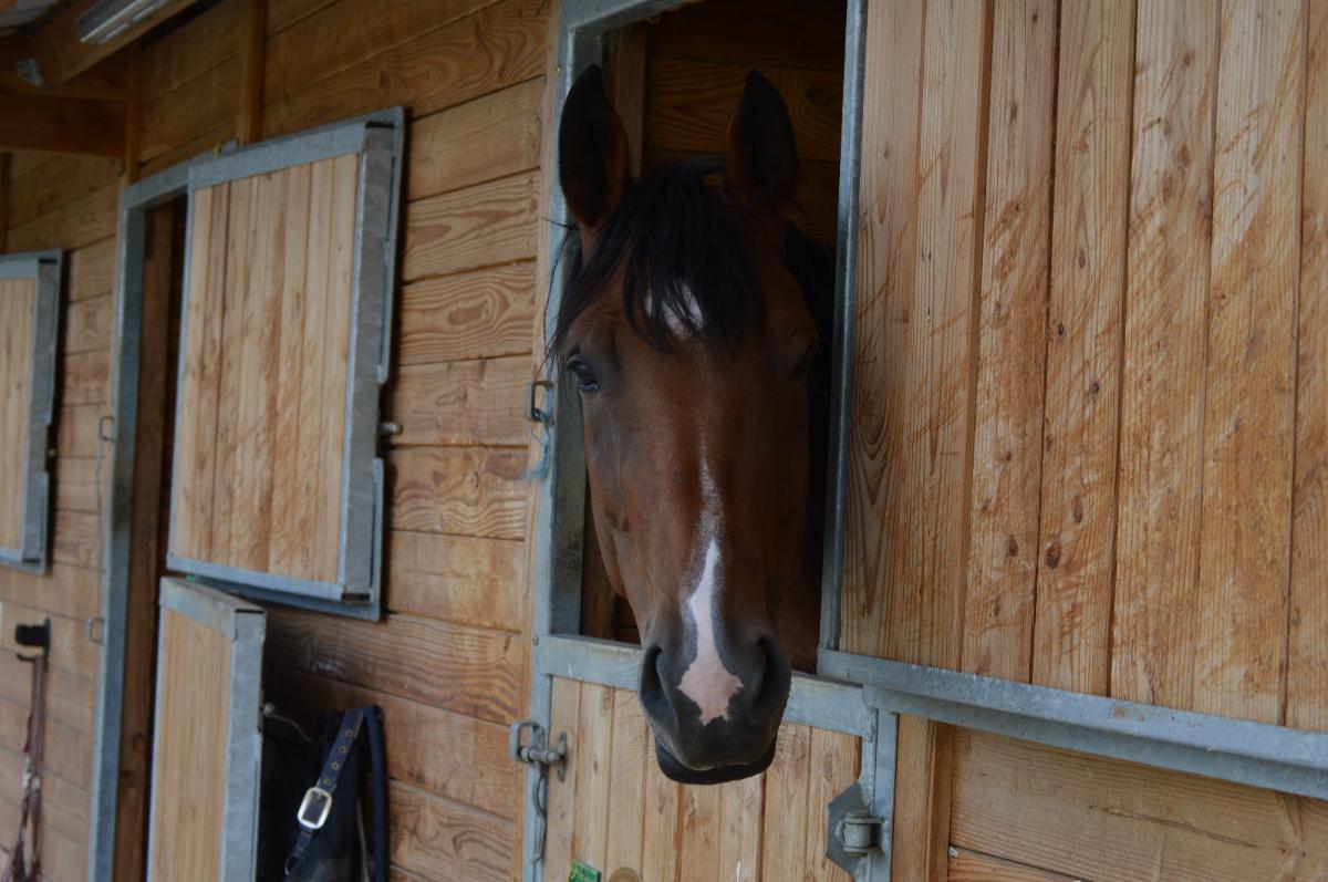 La pension et la demi-pension