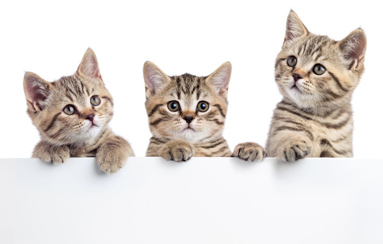 Drei Junge Katzen - Tierarzt Floris