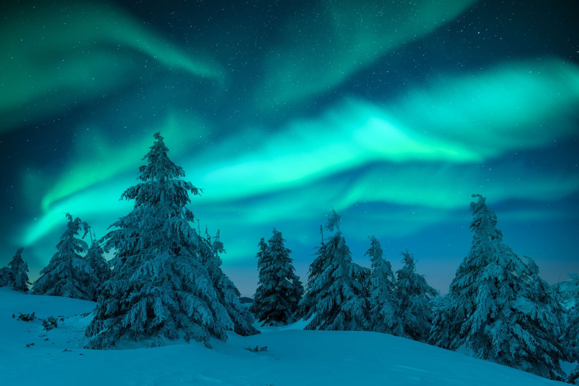 Lumisen peittämät männyt hehkuvan sinivihreän revontulen alla talviyötaivaalla.