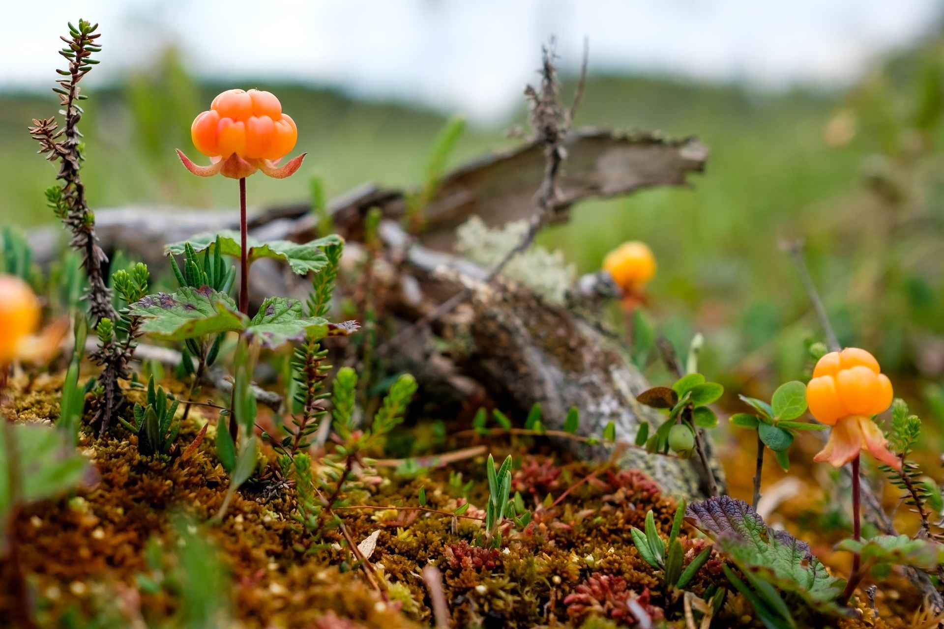 Oranssit hillat kasvavat sammaleen ja ruohon keskellä märällä metsänpohjalla