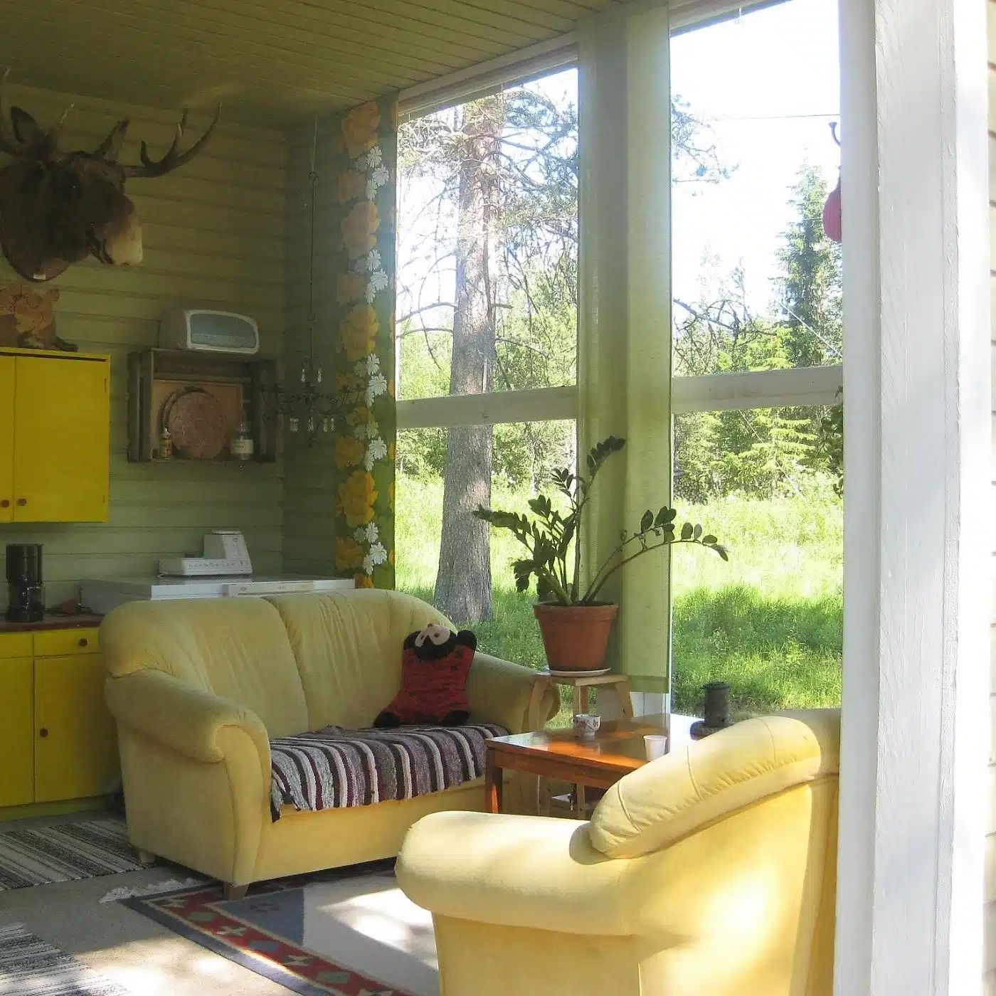 Aurinkoinen olohuone, jossa on keltaisia ​​tuoleja, suuria ikkunoita, ruukkukasveja ja seinälle kiinnitetty peuran pää