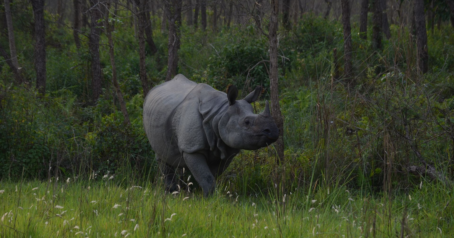 One horn rhino in Chitwan national park