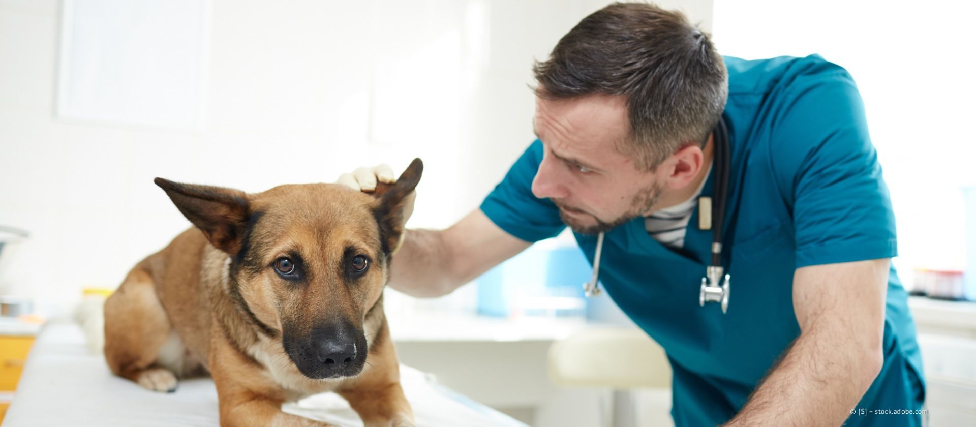 Ein Tierarzt untersucht einen braunen Hund auf einem Tisch in einer Klinik und berührt dabei sanft sein Ohr.