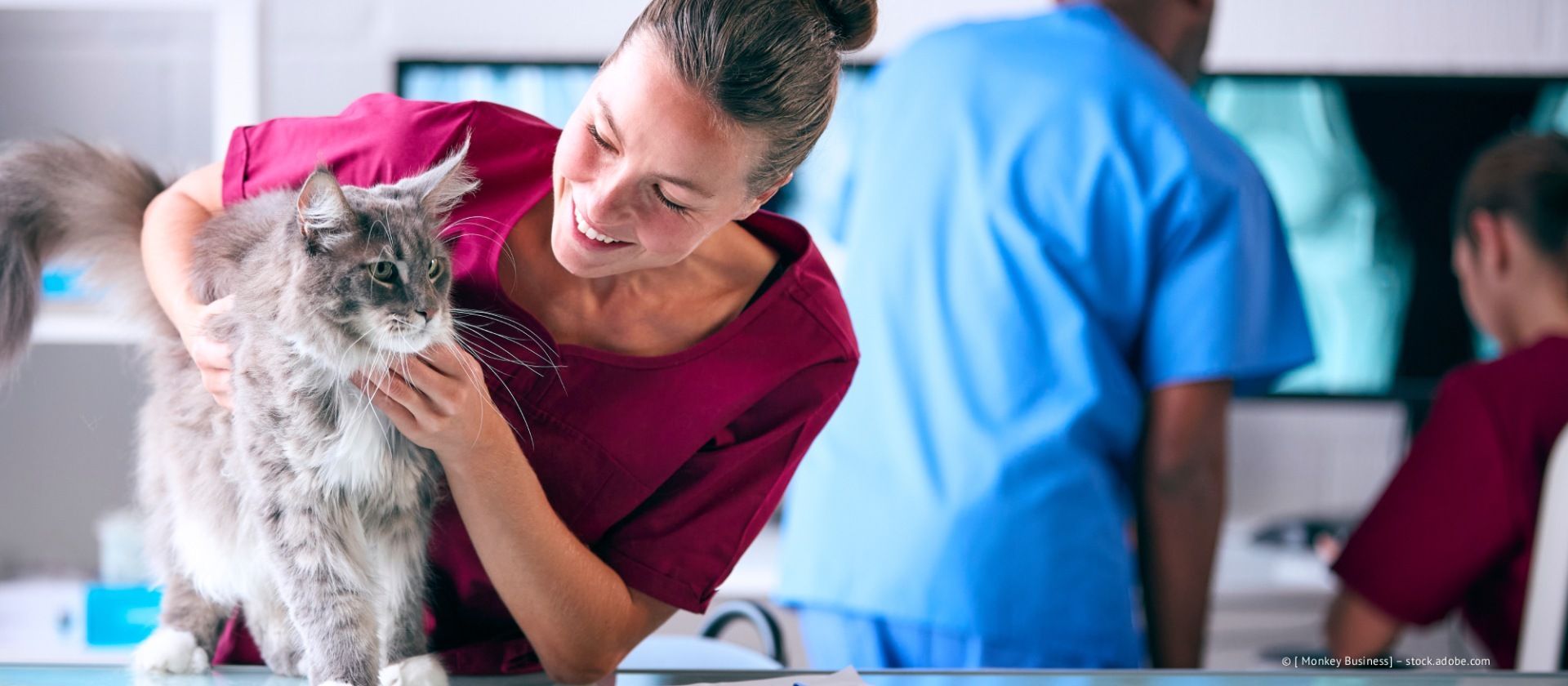 Ein Tierarzt in OP-Kleidung streichelt eine flauschige graue Katze in einem Untersuchungsraum; ein anderer Tierarzt untersucht ein Röntgenbild.