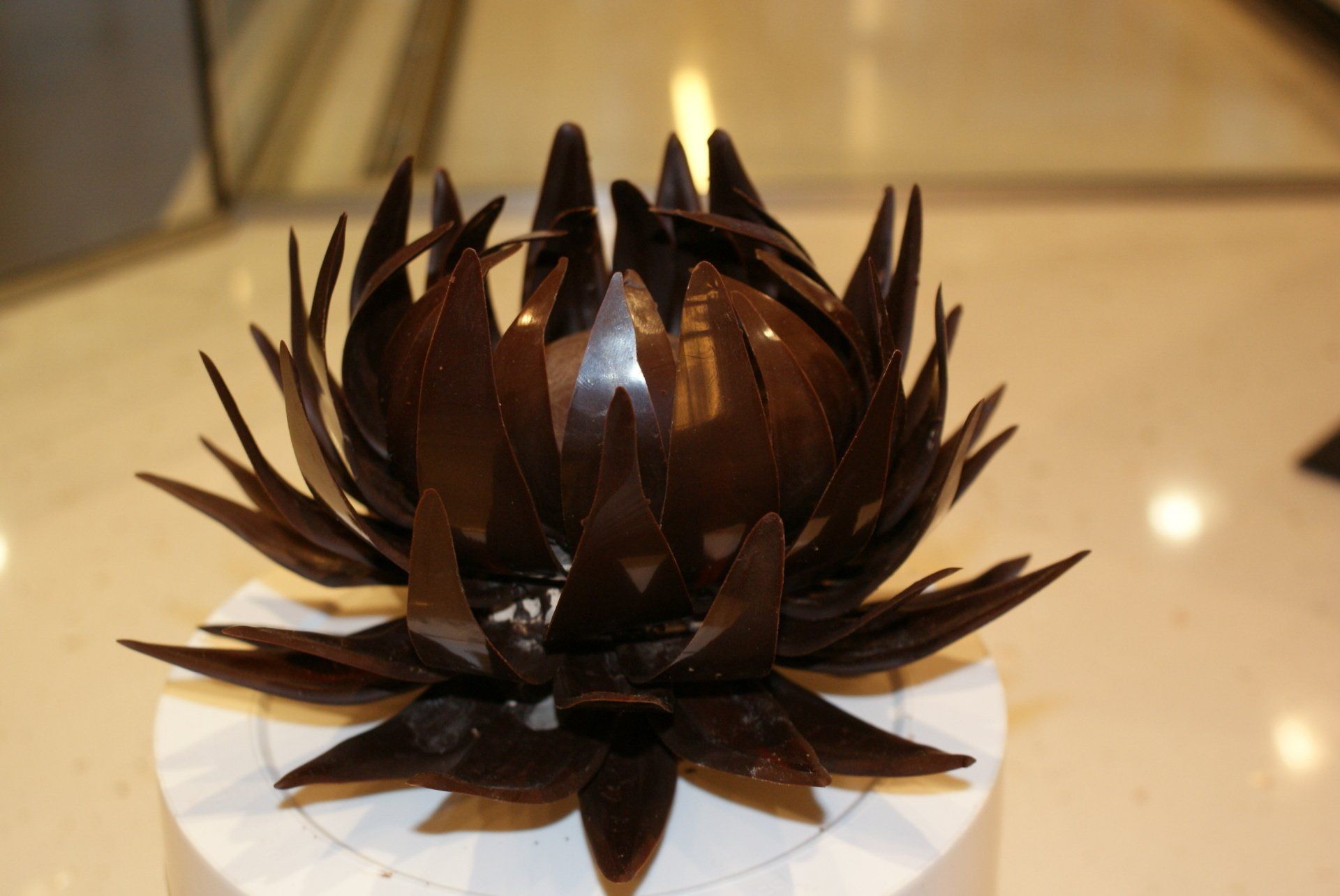 lotus chocolat