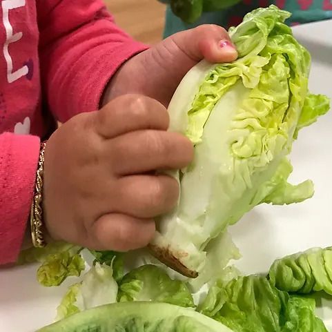 Una niña sostiene un trozo de lechuga en sus manos.