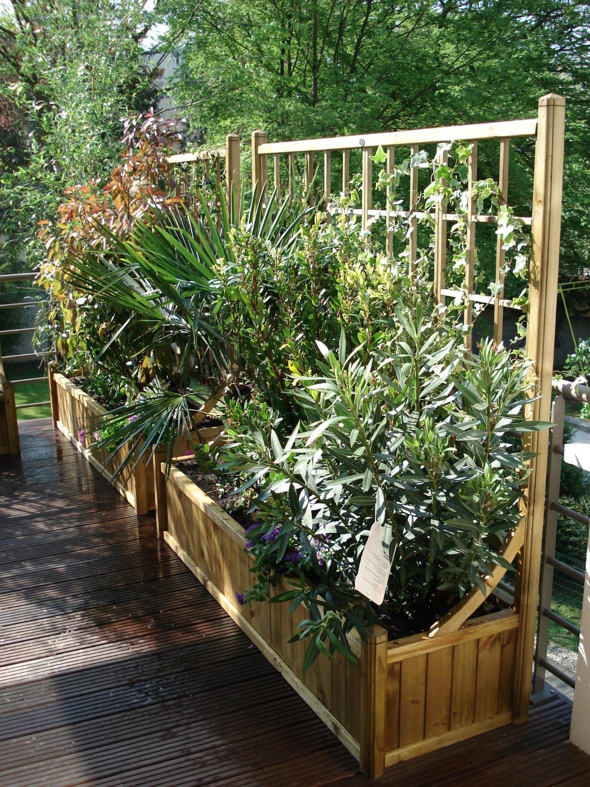 Photo d'une terrasse en bois avec des plantes