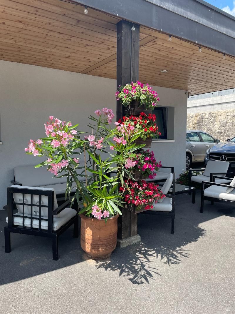 Une plante en pot avec des fleurs roses et rouges est assise sur un patio à côté d'un canapé et de chaises.