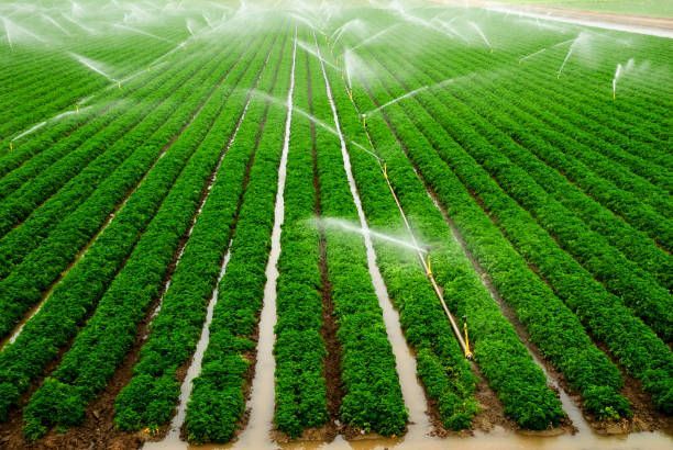 Un grand système d'irrigation pulvérise de l'eau sur un champ vert luxuriant.