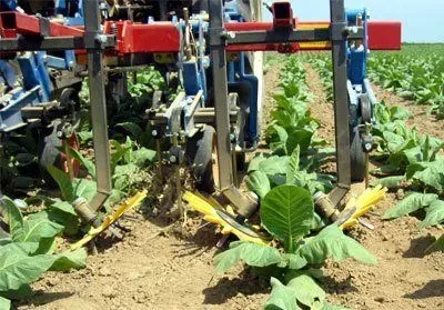 plantation de plan de salades