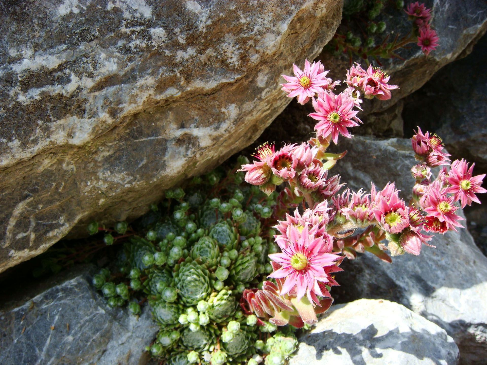 Natursteinmauern - Steinmetz - Naturstein Spezialist - Thomas Gärten GmbH - Wald - Zürich 7