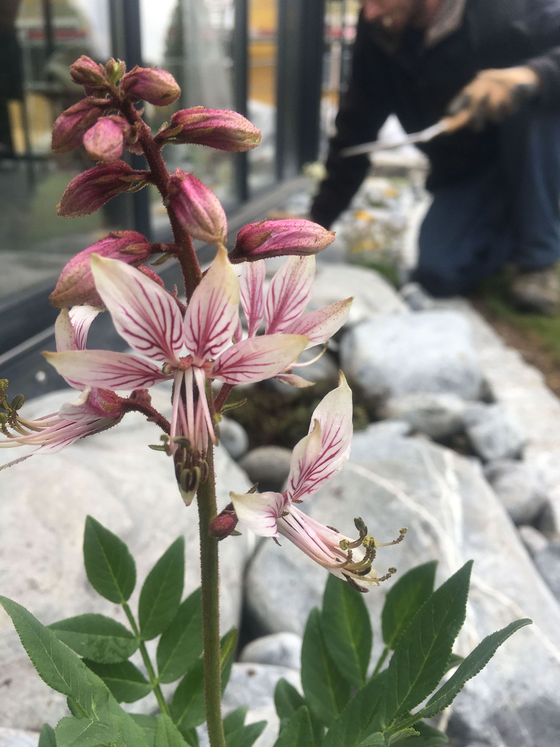Gartenbau - Naturstein Spezialist - Thomas Gärten GmbH - Wald - Zürich 4