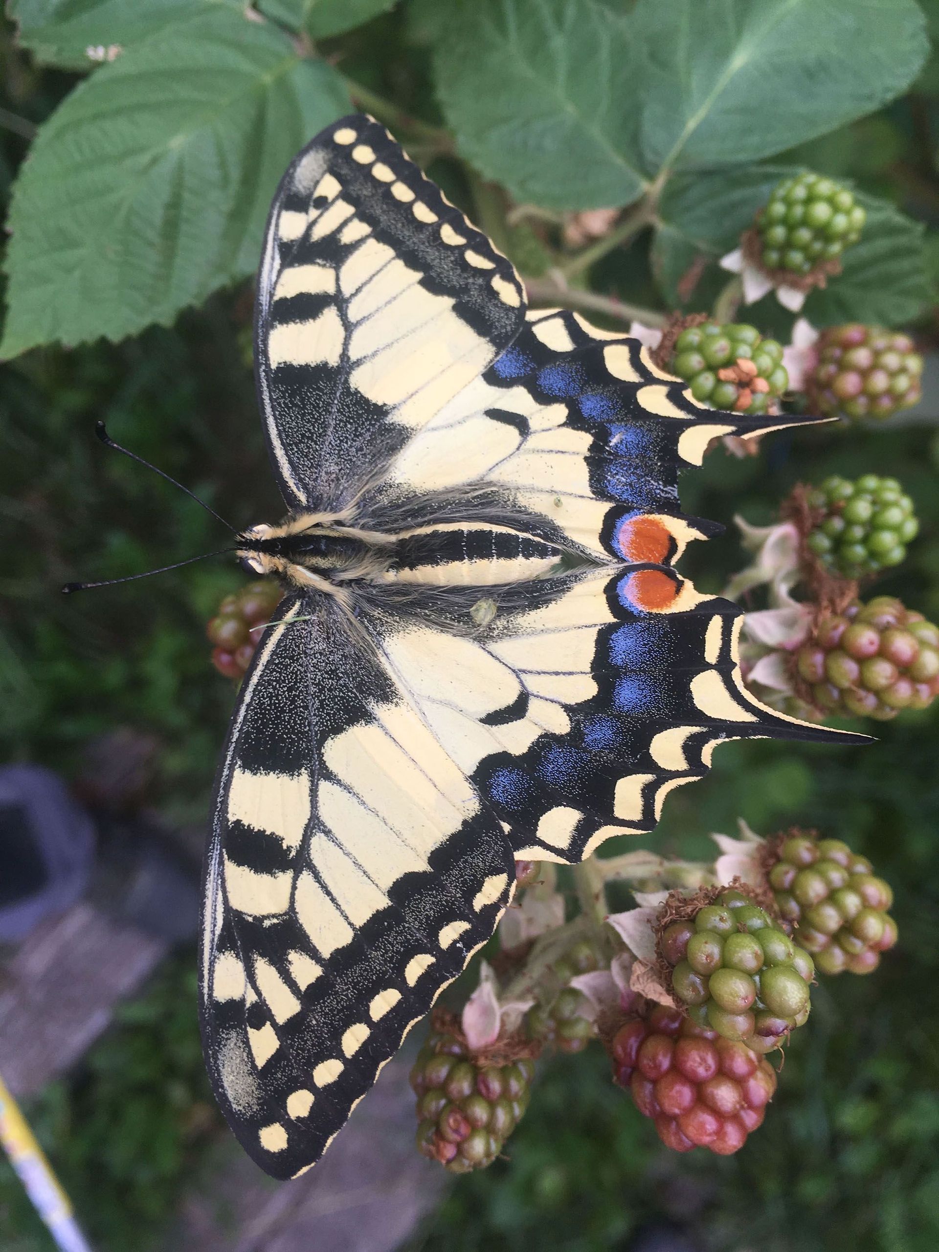 Gartenbau - Naturstein Spezialist - Thomas Gärten GmbH - Wald - Zürich 2