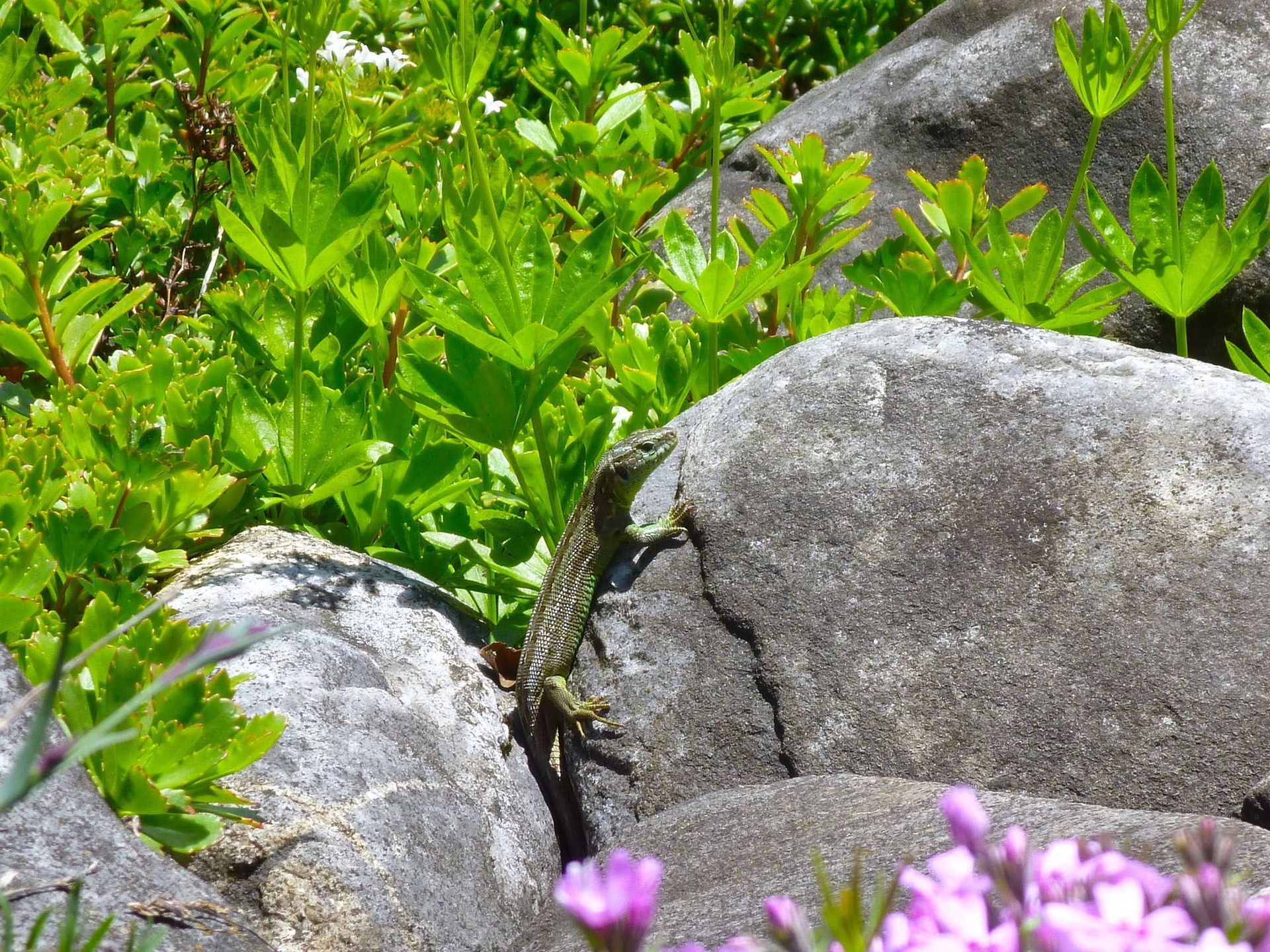 Natursteinmauern - Steinmetz - Naturstein Spezialist - Thomas Gärten GmbH - Wald - Zürich 19