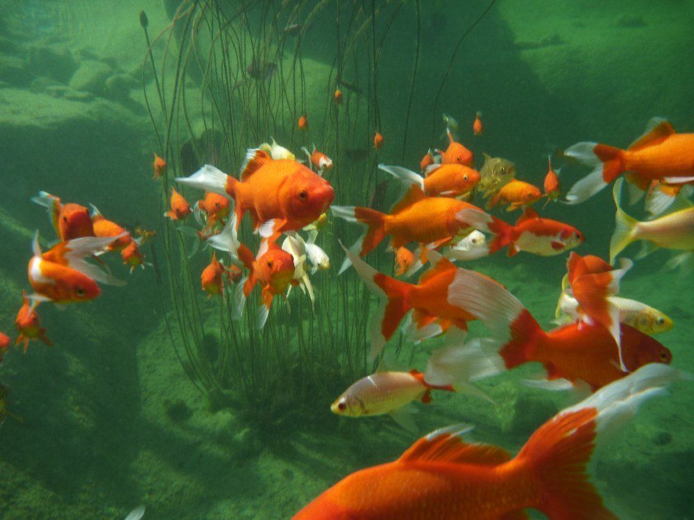 Natursteinmauern - Steinmetz - Naturstein Spezialist - Thomas Gärten GmbH - Wald - Zürich 3