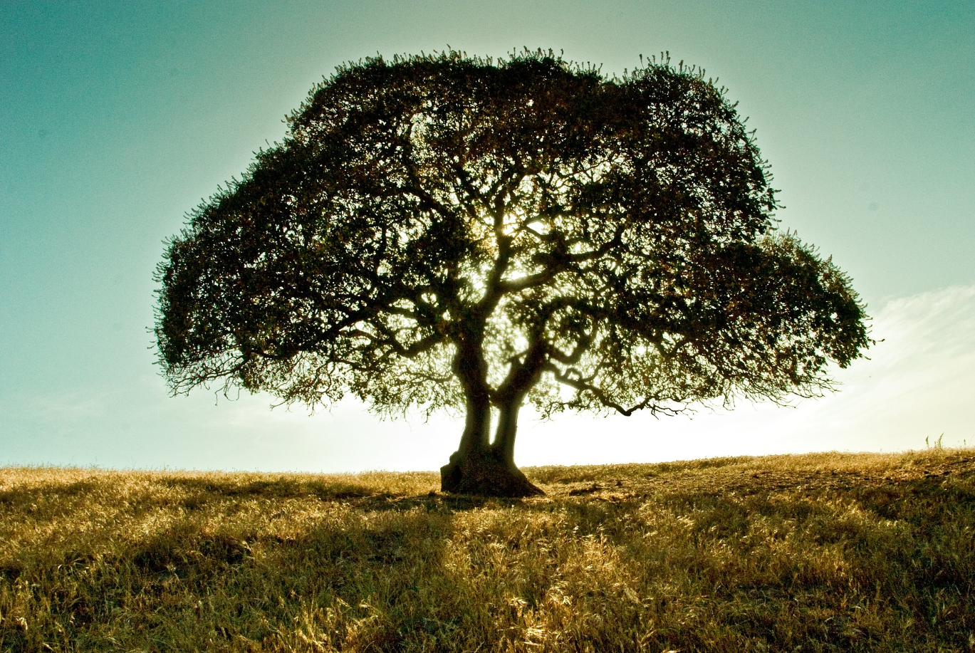 Arbre solitaire se détachant sur un ciel lumineux au milieu d'un champ herbeux