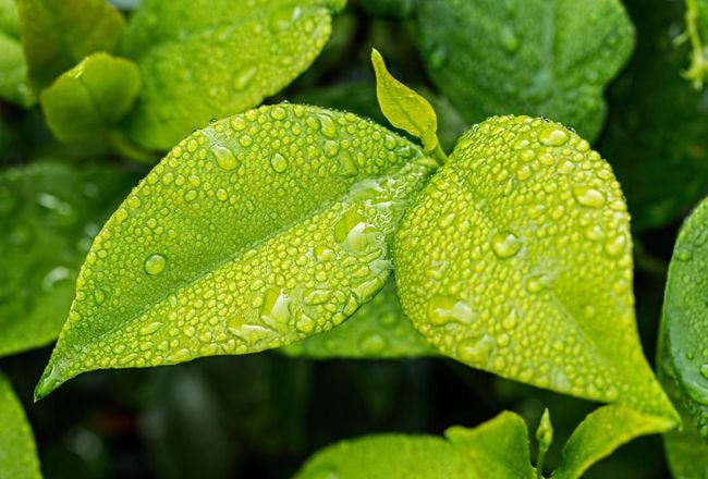 Feuilles vertes couvertes de gouttelettes d'eau sur un fond vert flou