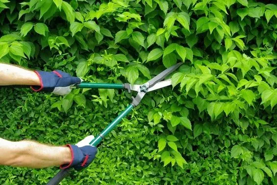 Una persona está cortando un seto con un par de tijeras.