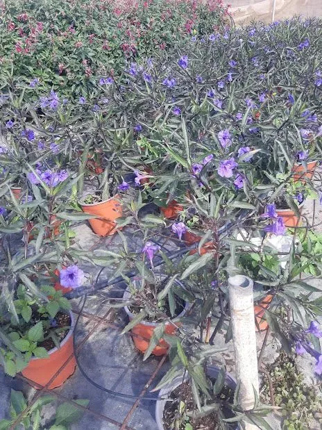 Un ramo de plantas en macetas con flores moradas.