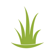 Una silueta de una planta de hierba verde sobre un fondo blanco.