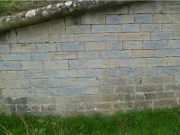 Una pared de ladrillos con una rama de árbol creciendo de ella.