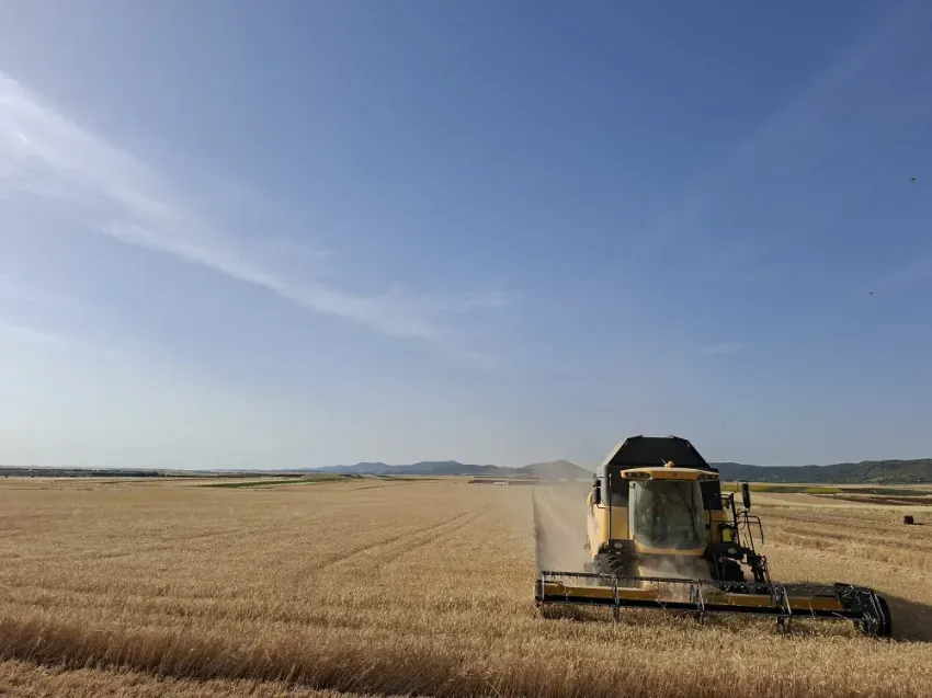 Cosechando trigo en un vasto campo bajo un cielo azul despejado.