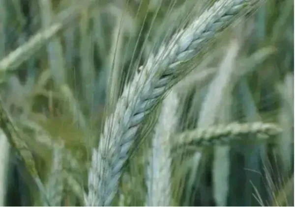 Tres vainas de semillas secas de color marrón con rayas sobre un fondo gris claro.