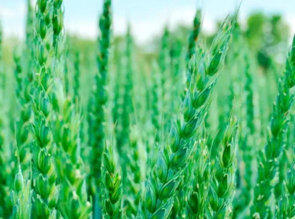 Un campo de trigo dorado bajo un cielo azul, con colinas onduladas cosechadas en la distancia.