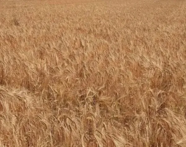 Una mazorca de maíz de color amarillo pálido, sin cáscara, erguida sobre un fondo verde.