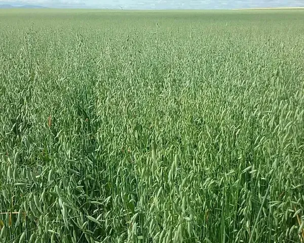 Cuatro granos de trigo de color tostado sobre una superficie de madera, en primer plano.