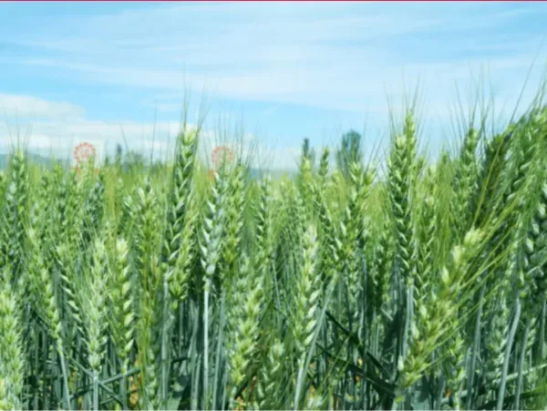 Un solo grano de trigo dorado sobre un fondo claro