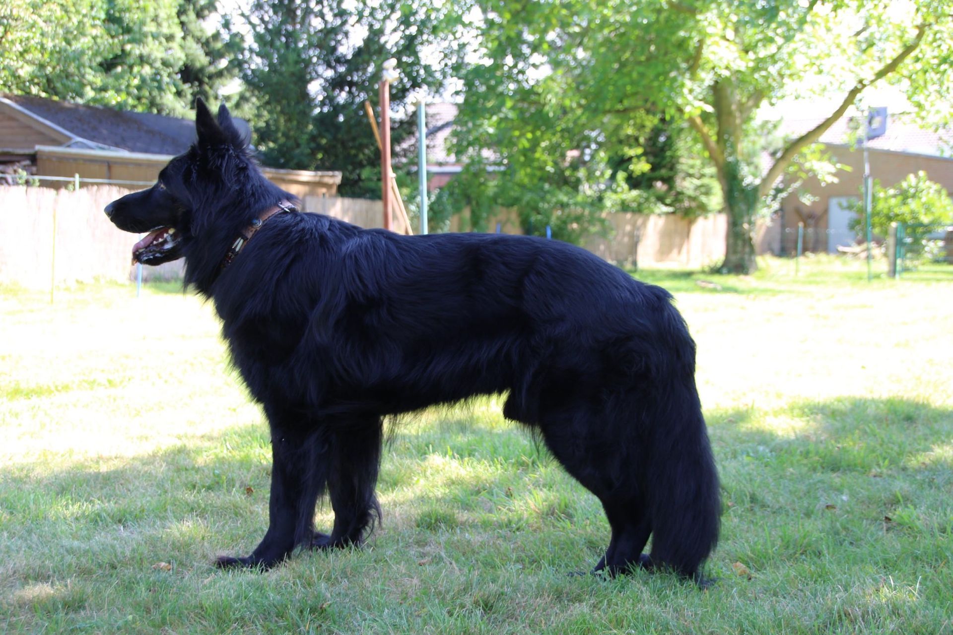 Ein Hund steht in einem Garten