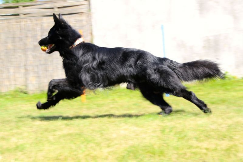 Ein Hund rennt mit einem Ball in der Schnauze