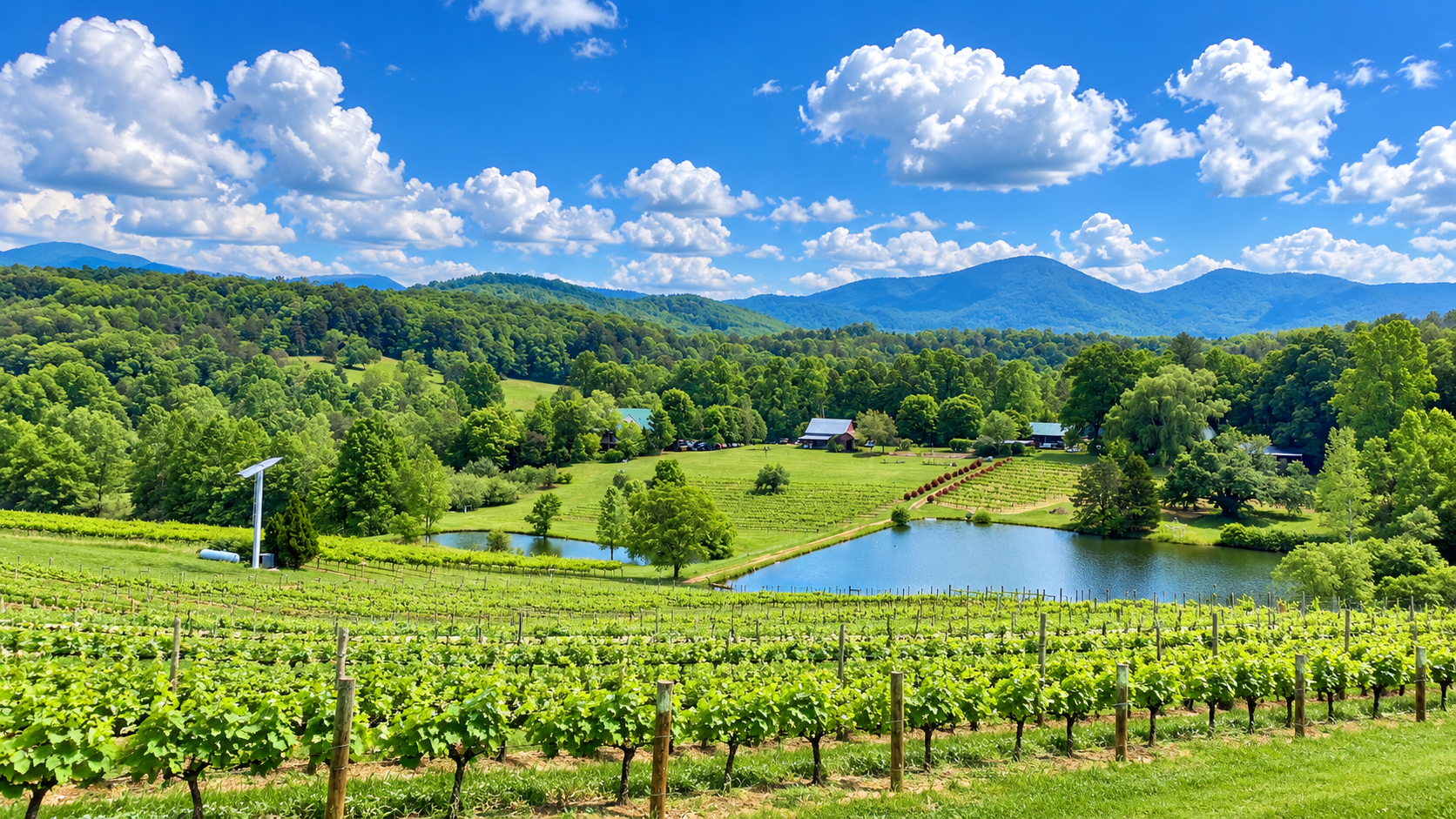 Sunny vineyard with green hills, a pond, and distant mountains under a blue sky with clouds