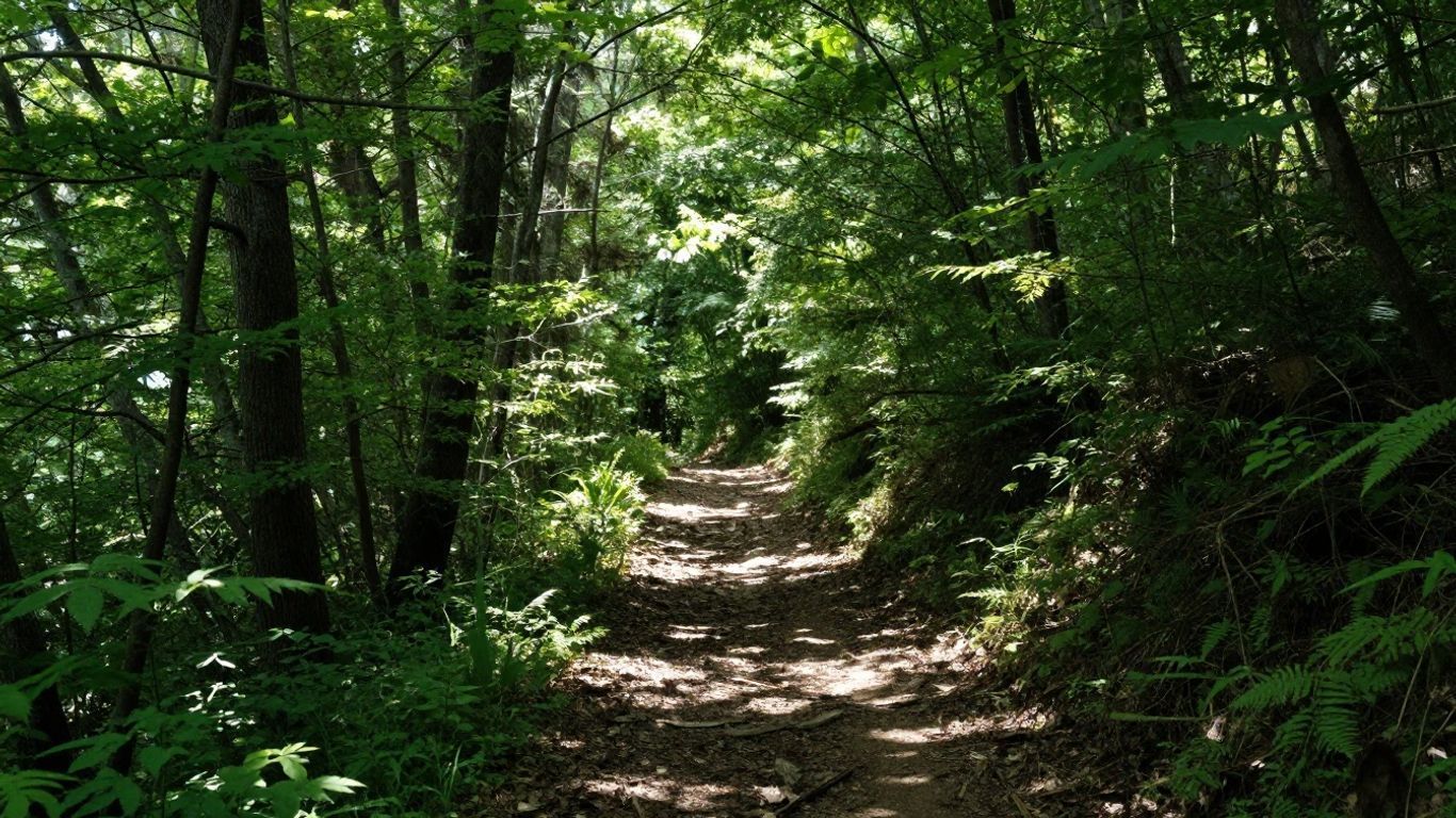 Wooded trail with sunlight filtering through dense green trees