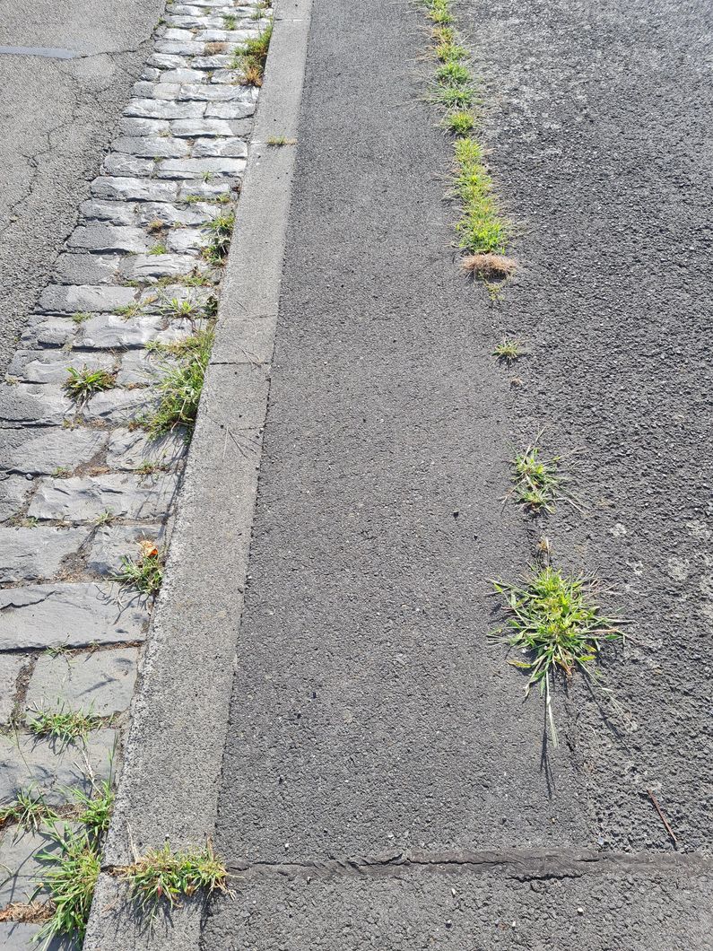 FUNDSTÜCK #01 Die Natur erobert unsere Straßen zurück. Mehrere Sorten Asphalt, Pflastersteine, Bordstein