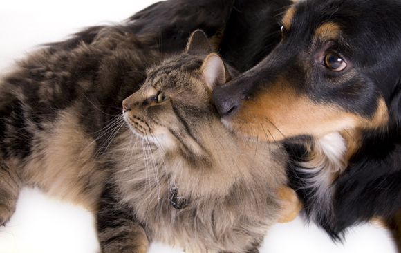 Clínica Veterinaria Gattocan