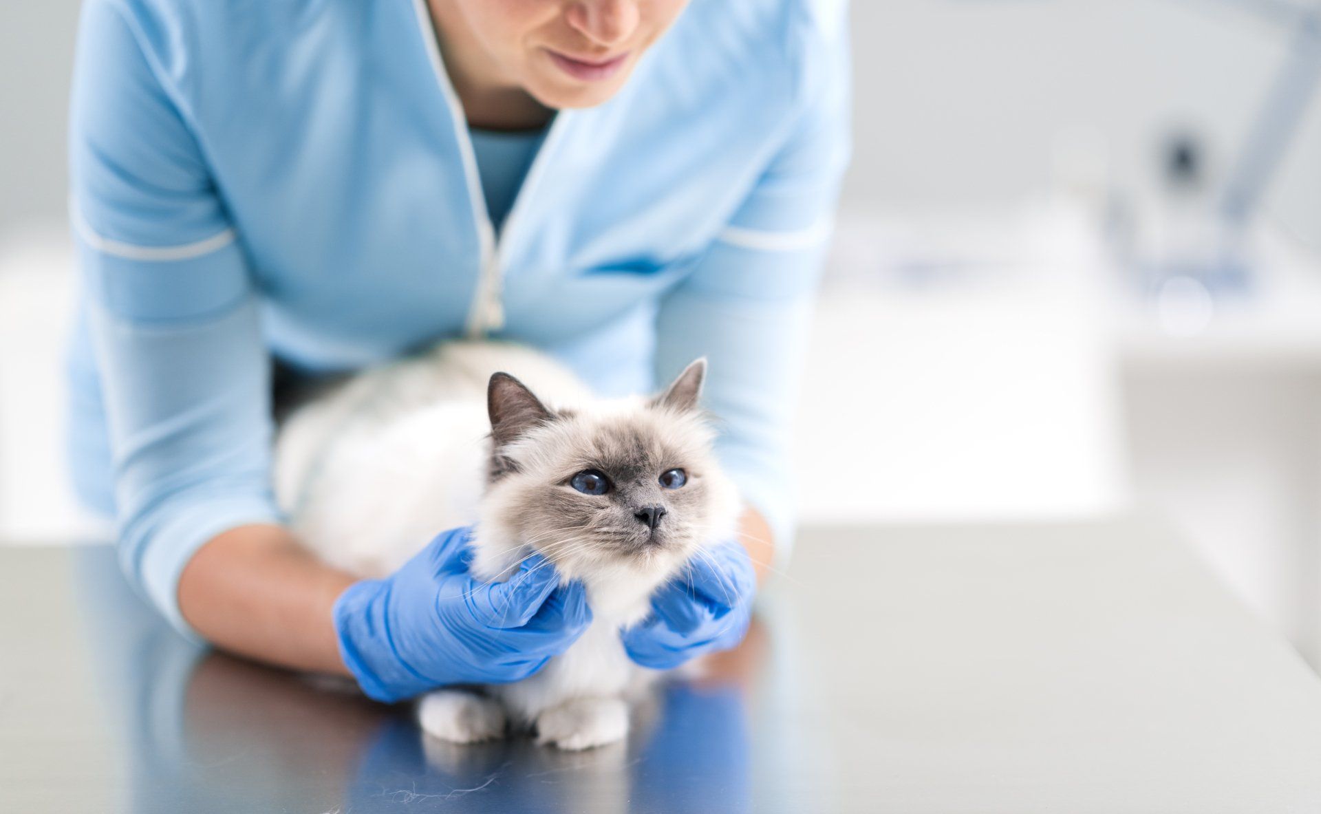 Clinica Veterinaria Gattocan, mascotas y veterinaria en Huelva