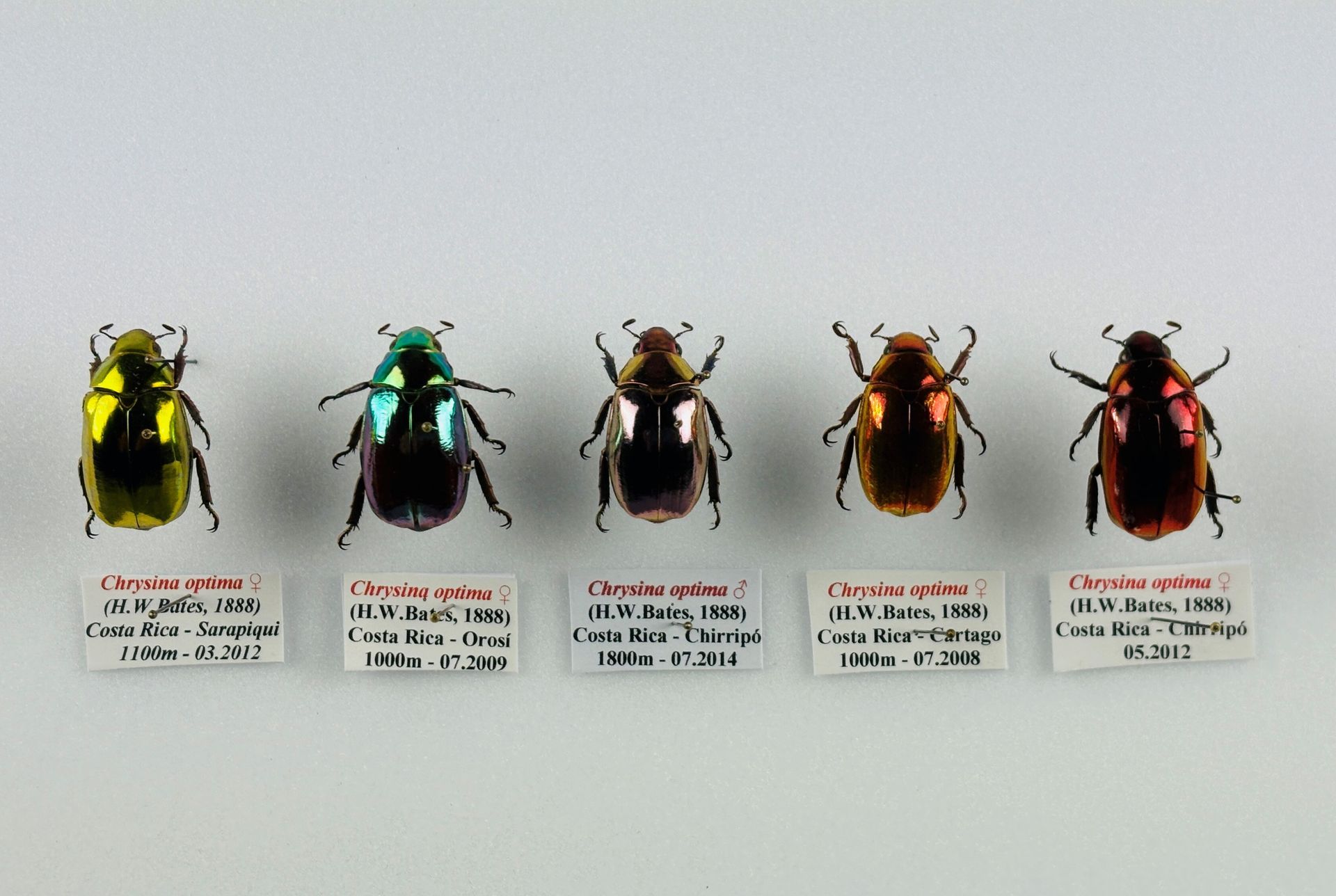 N°42: Chrysina Optima   600/800 €