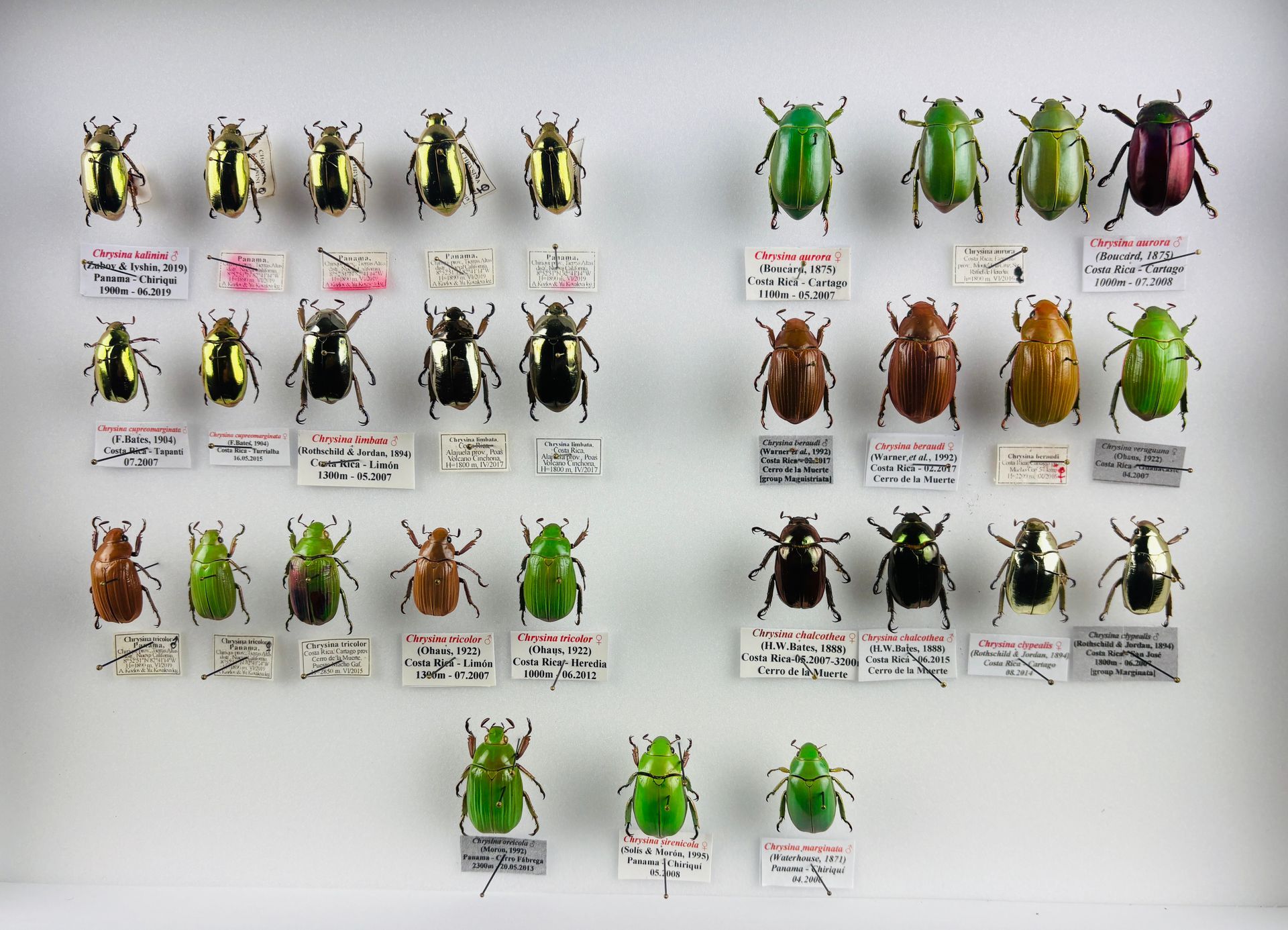 N°45: Chrysina Kalinini et  divers. Adjugé 868 € frais compris.