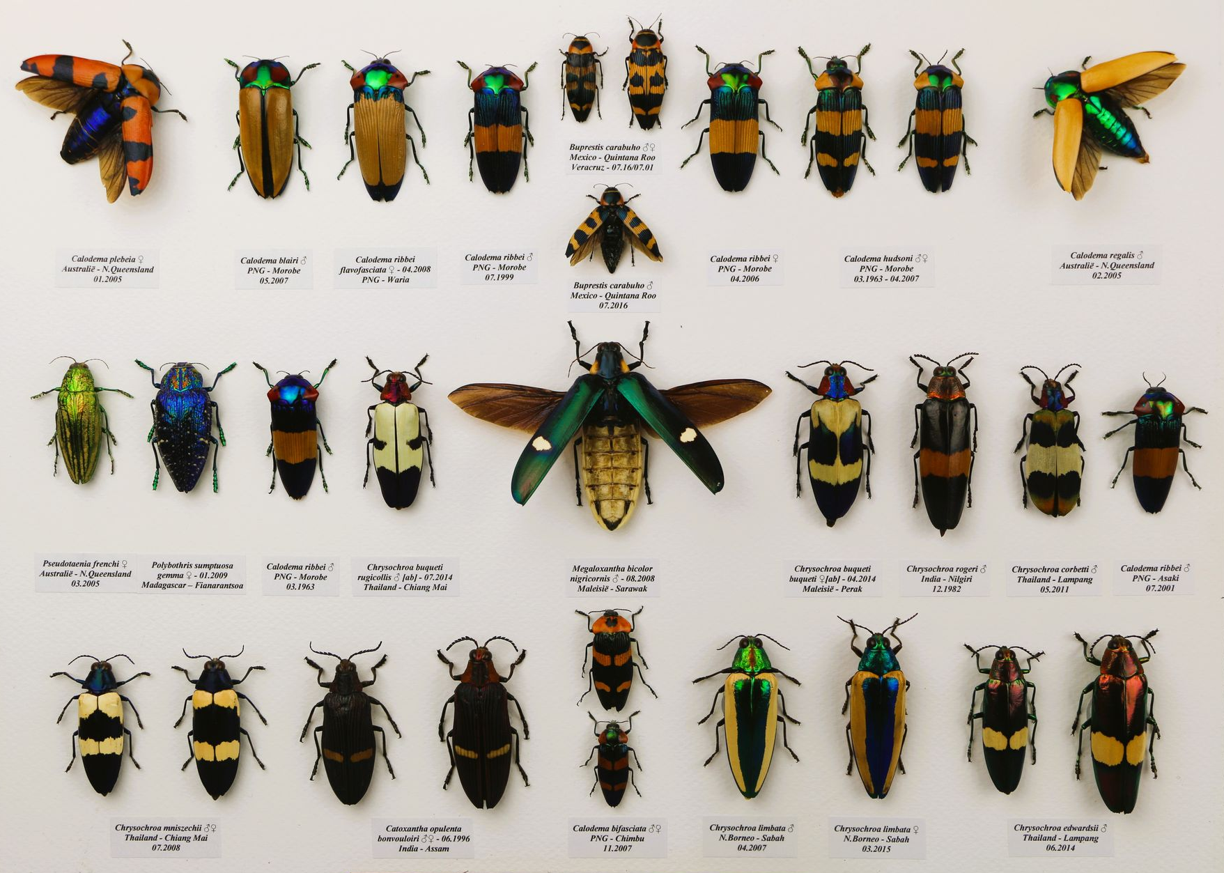 N°49: Buprestidae exotiques :1 300/ 1 700 €. 