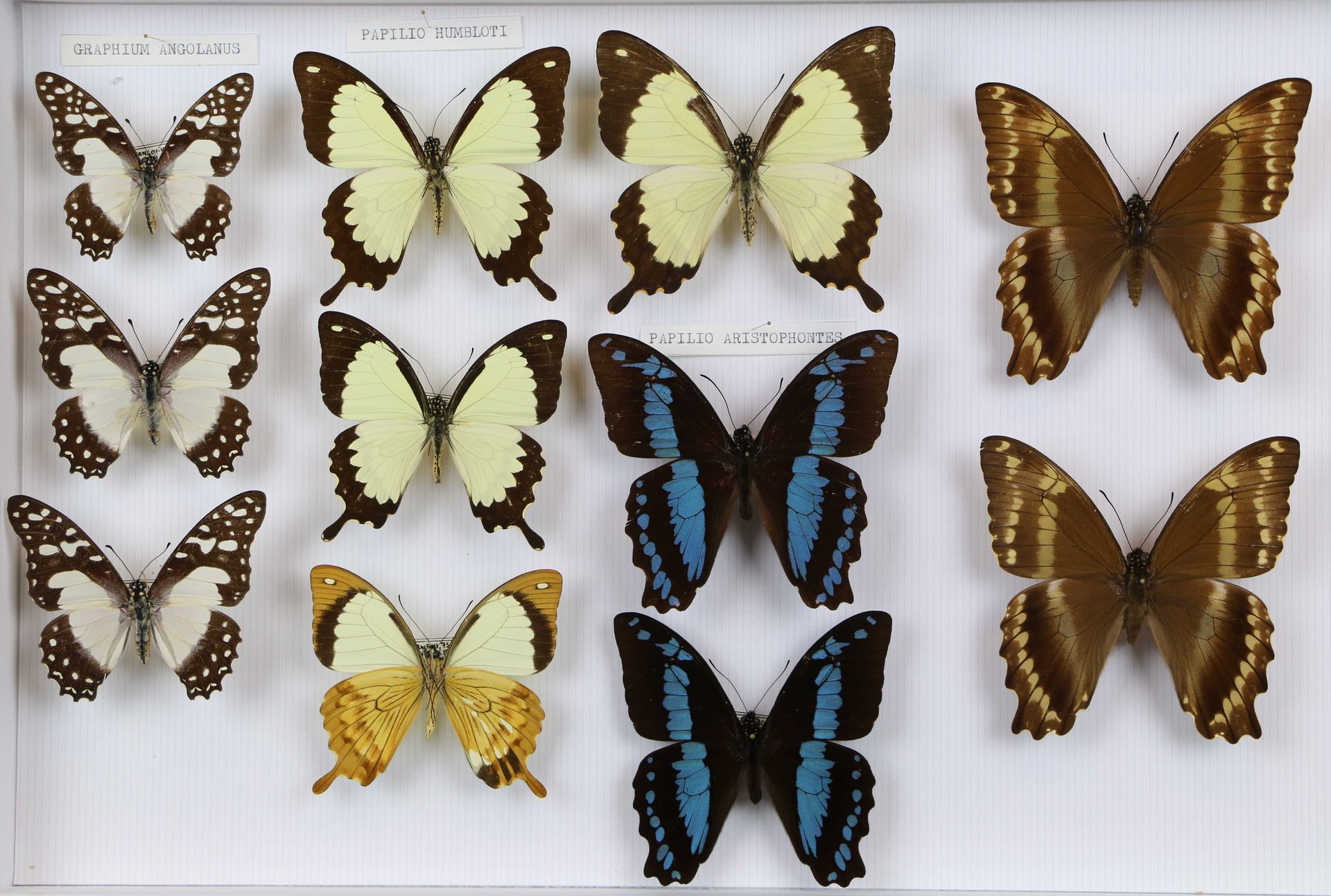 Une collection de papillons épinglés de différentes couleurs : blanc, marron, jaune et bleu