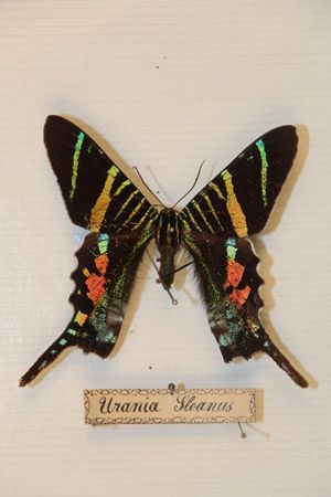 Papillon Urania sloanus avec des marques noires, jaunes et oranges sur fond blanc