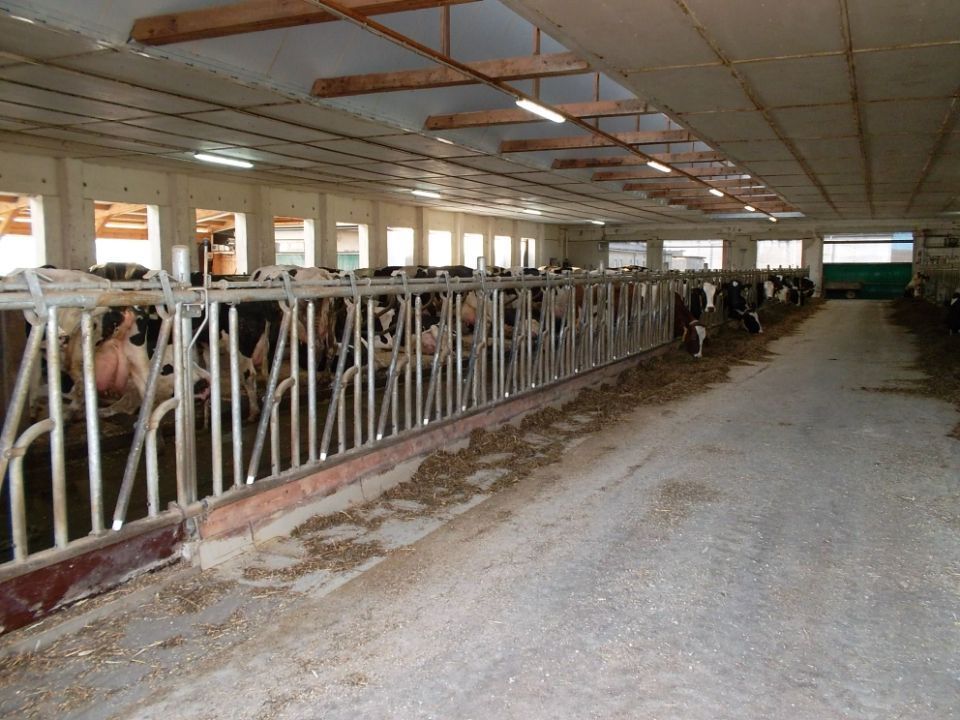 Arndt Bau Bauunternehmung GmbH – Innenbereich eines Viehstalls