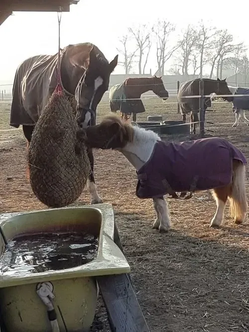 Ein kleines Pferd frisst Heu