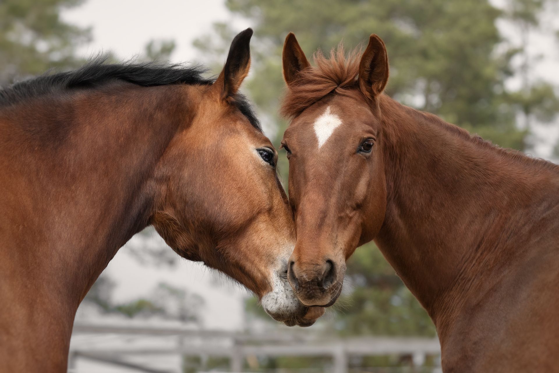 Zwei braune Pferde berühren ihre Nasen in einem eingezäunten Bereich.